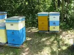 мед з власної пасіки