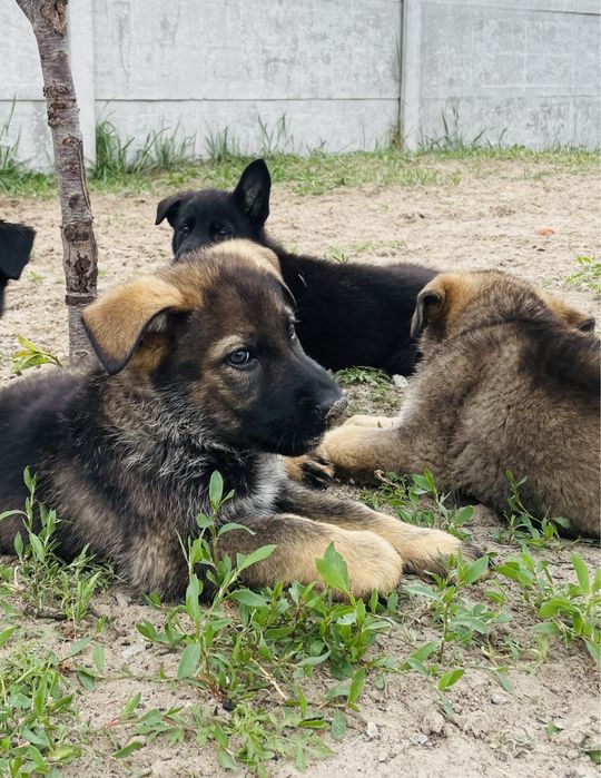 Німецька вівчарка рр КСУ