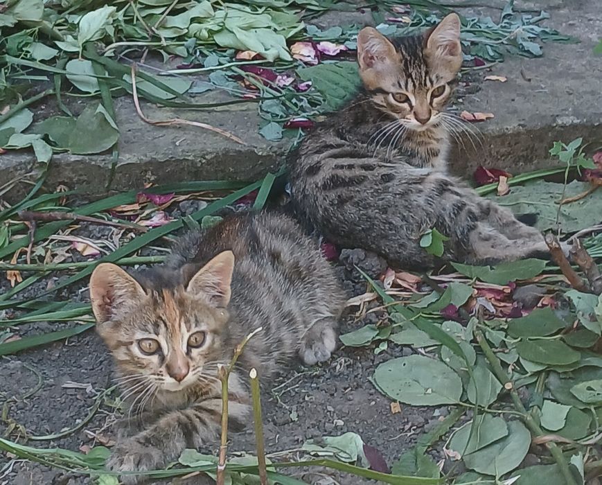 Дівчатка хочуть додому