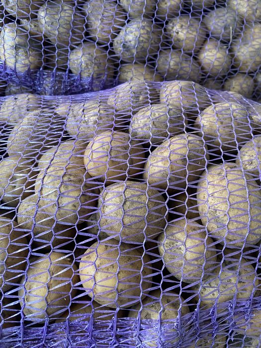 Насінева картопля різних сортів опт