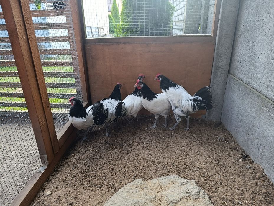 Koguty lakenfelder ozdobne, vorwerk, fryzyjskie, hamburskie, wyandotta