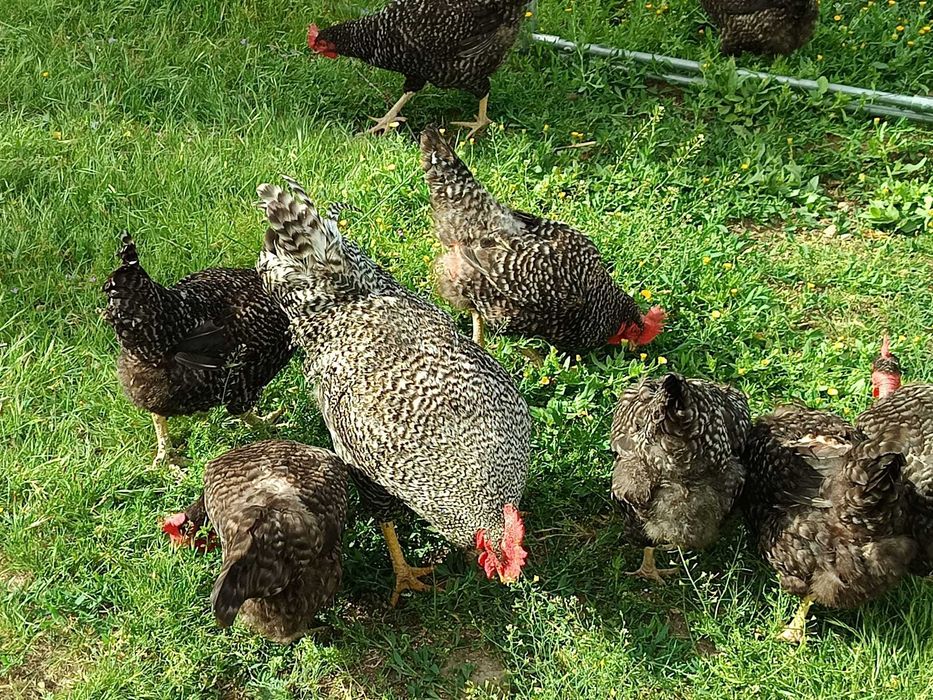 Galos  Autoctones biológicos - Espécie Pedrés Portuguesa, brincados pela ANGRA e com certificação biológica