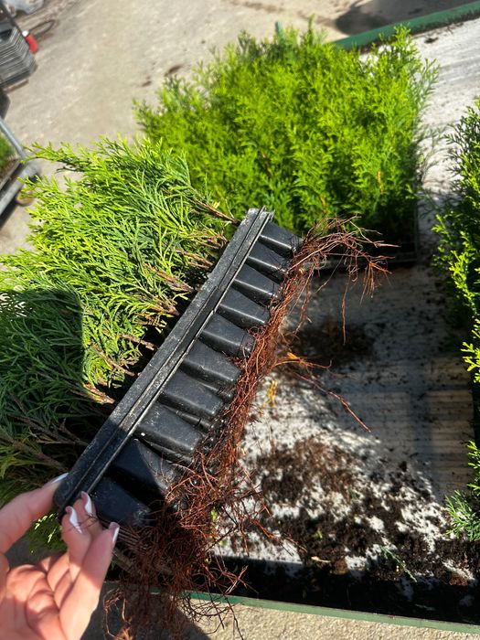 Продам саджанці туї
«Смарагд»  10 гр опт від 1000 шт