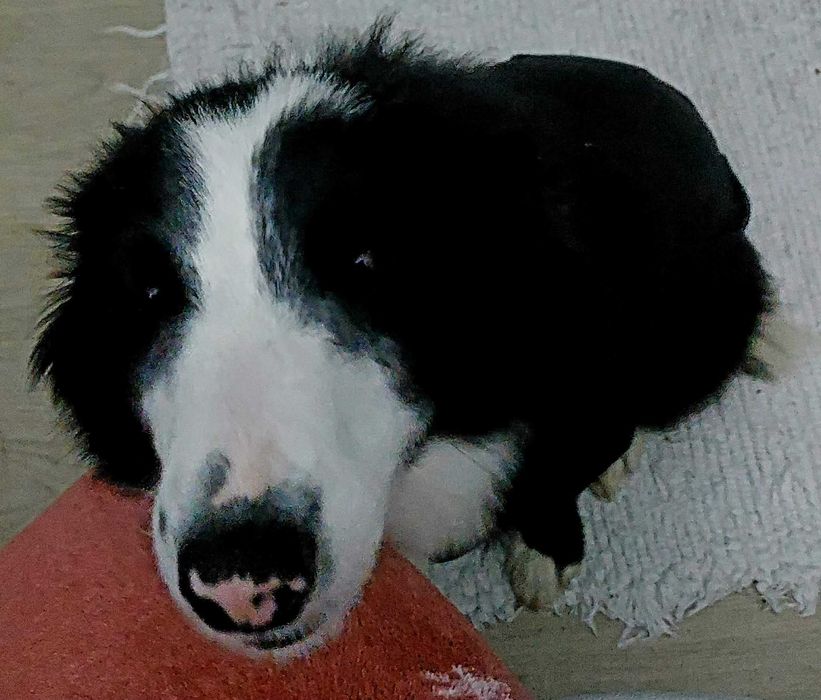 (ADOÇÃO ESPECIAL - Ler Tudo) Border Collie (3F)