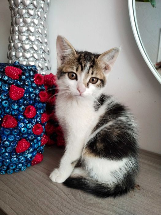 Котики в добрі руки
