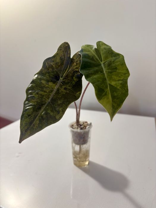 Alokazja pseudosanderiana aurea