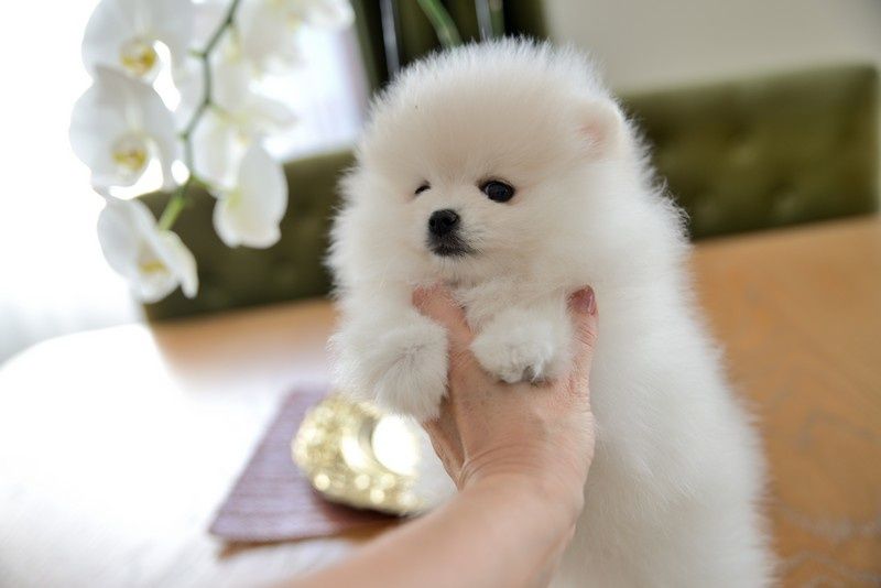 Pomeranian chłopak jasny krem Carlos