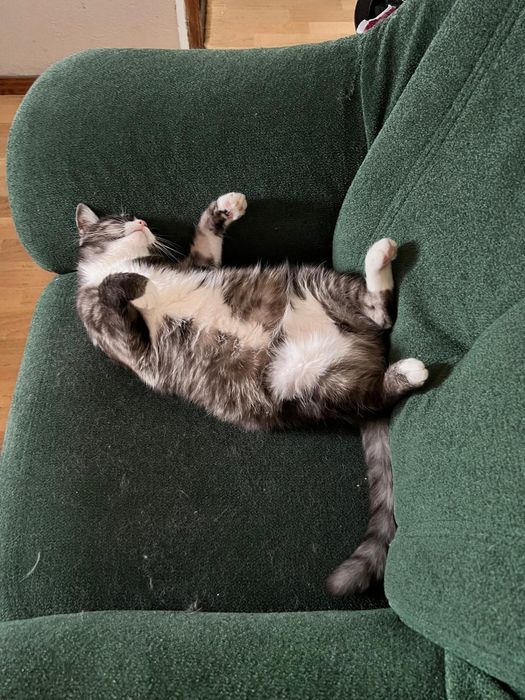 Шукаємо хазяїна для кішки