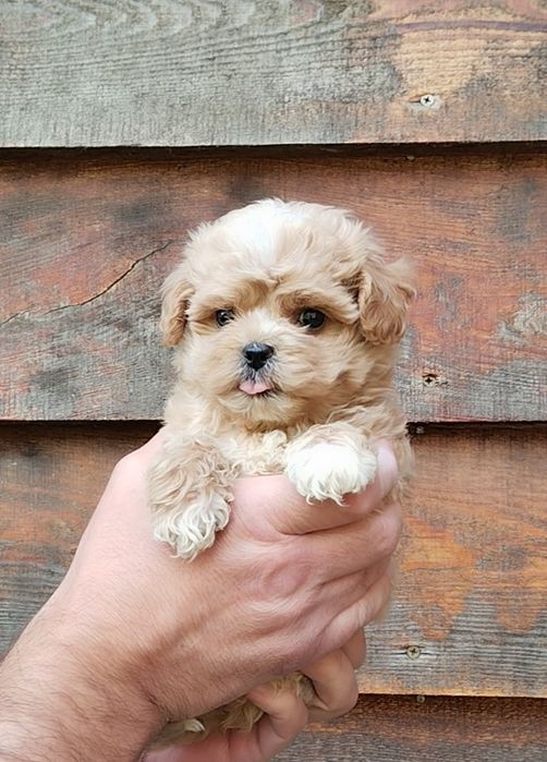 Мальтипу f1 и f2