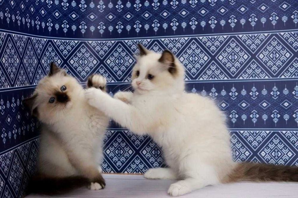 Дивовижні кошенята породи регдолл