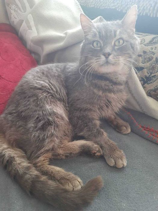 Гарний кіт у добрі руки