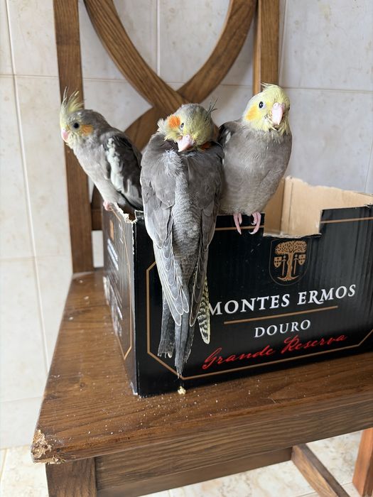 Caturra para entrega em mafra