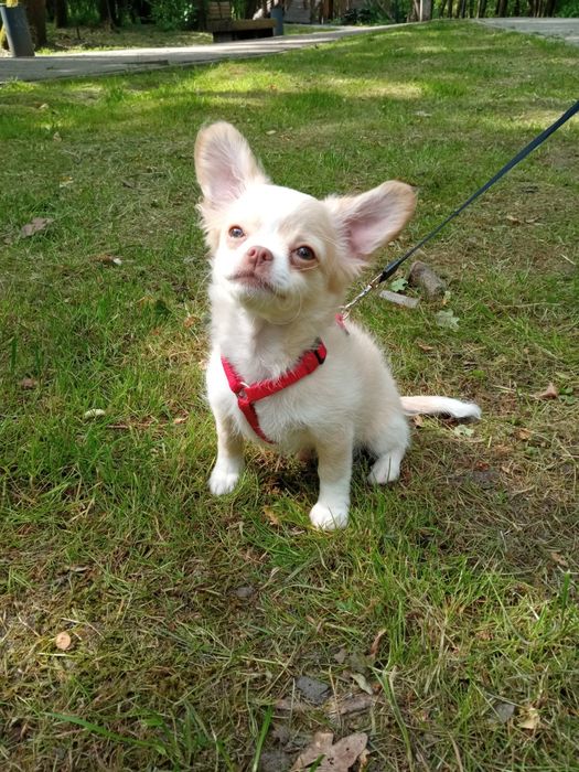 Дівчинка чіхуа довгошерста