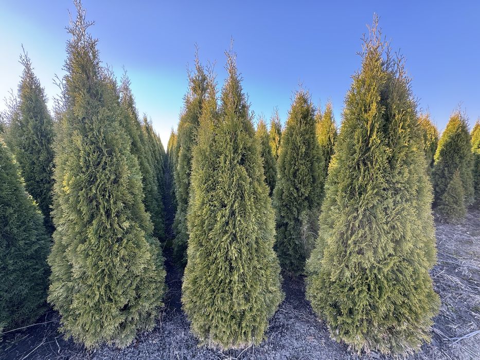 Thuja Smaragd Tuja Szmaragd stożkowa 220-260 cm na żywopłot Tanio