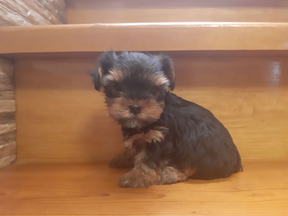 Девочка Йорочка!