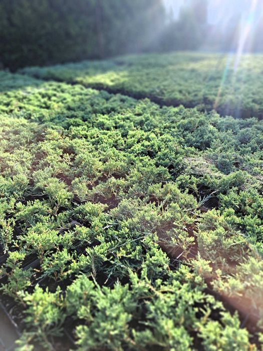 JAŁOWCE PŁOŻĄCE Oświęcim producent zestaw 24 sztuk