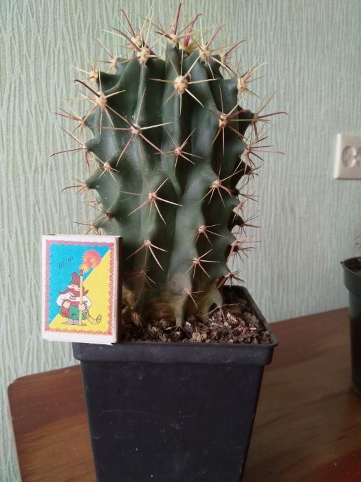 Кактусы экзотические