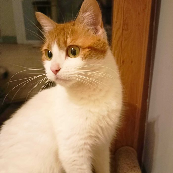 Alba- zjawiskowa piękność do pokochania od zaraz !