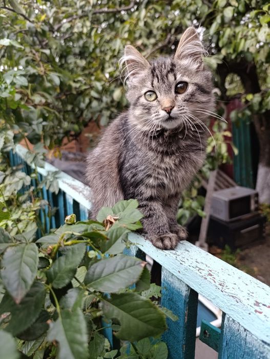 Віддам кошенят в добрі руки