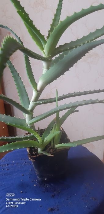 Продам алое древовидное,  Взрослый куст.