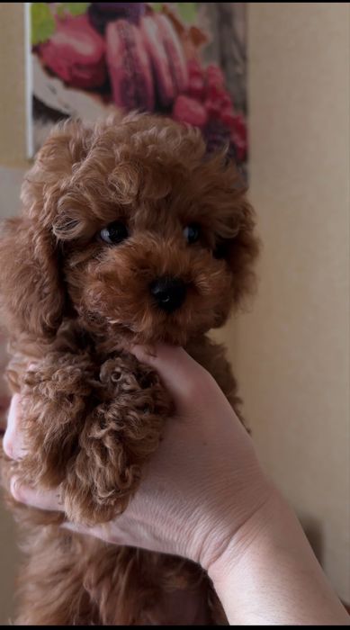 Милий той пудель ред браун Китай