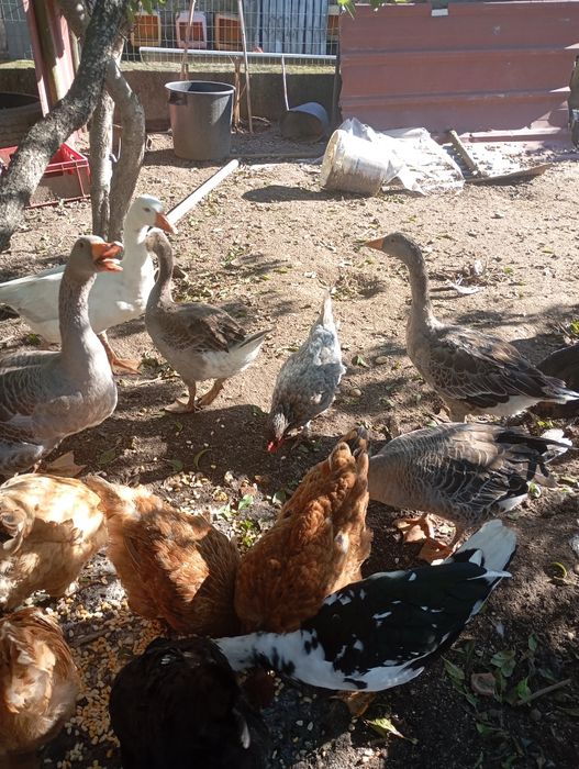 Tenho para venda 6 gansos