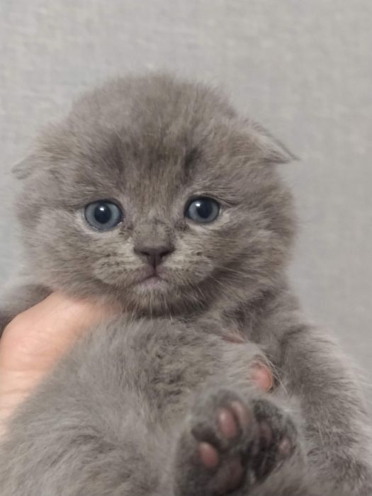 Котик шотландський висловухий