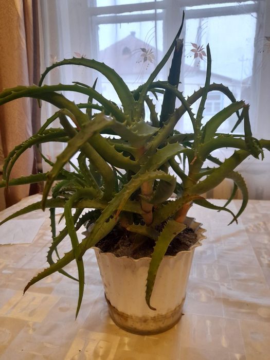 Терміново!Алоє лікувальне багаторічне