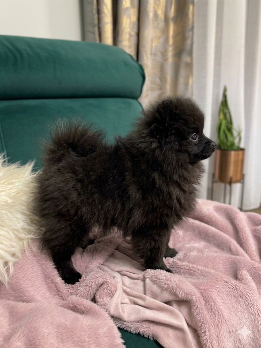 Szpic miniaturowy pomeranian Fago