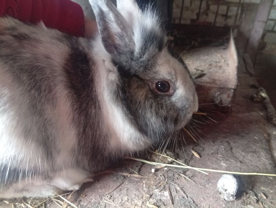 Кролики декоративні та породи шиншила