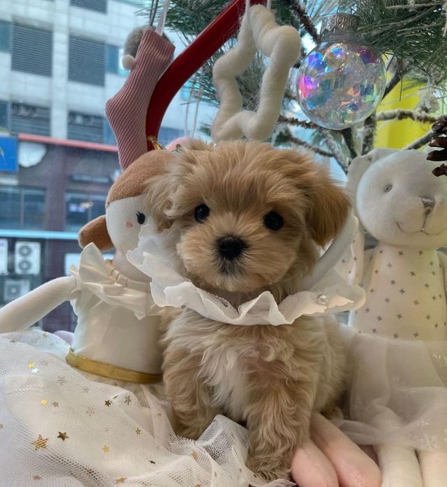 Мальтипу,мини ,супермини. Азия