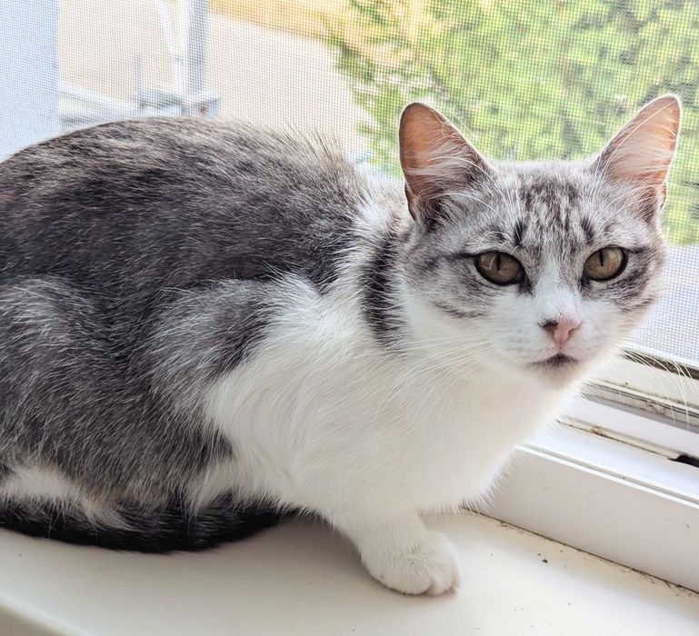 Киця Сурі шукаю дім