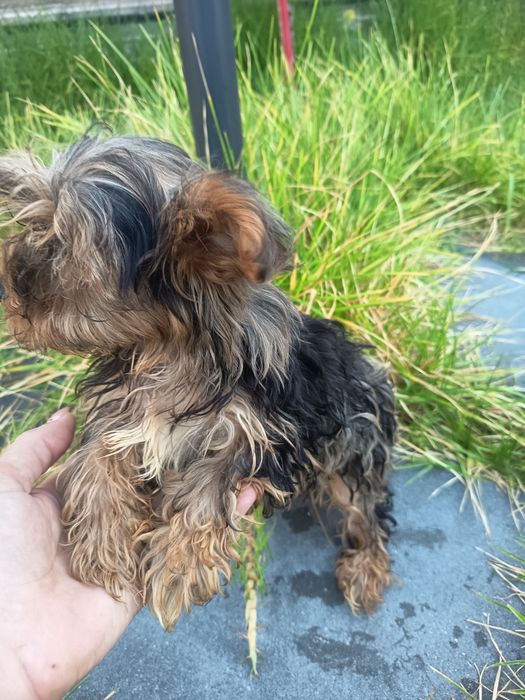 Yorkshire Terrier biewer arlequim miniatura com 4 meses 1kilo e 200