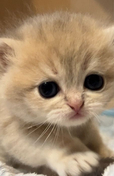 Золотая шиншилла. Британские котята