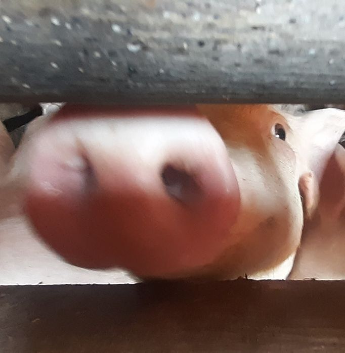 Продаються поросята