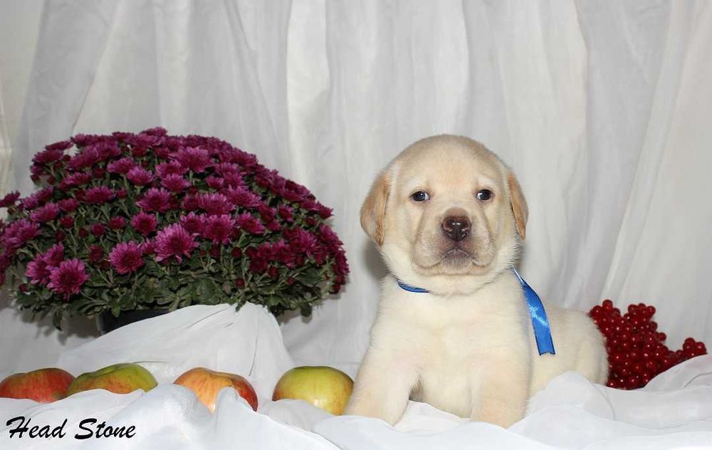 Лабрадор ретривер