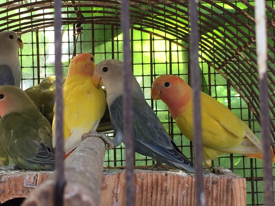 rosicolis e patos mandarins