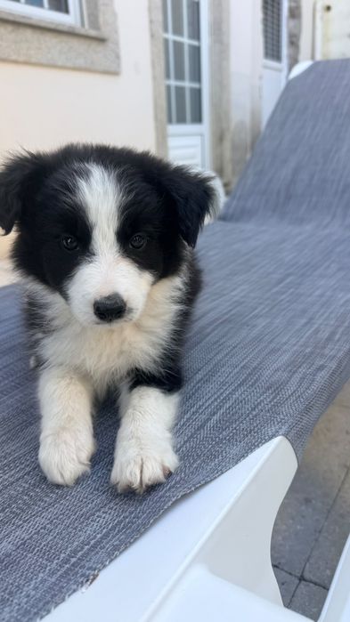 Border Collie femea