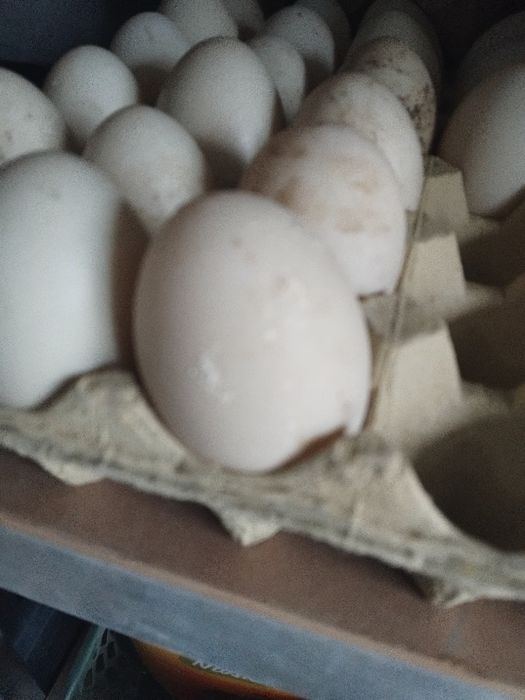Jaja lęgowe kaczek piżmowych, francuskich