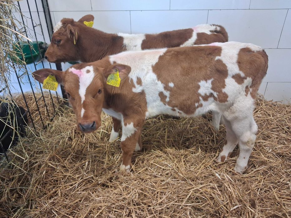 byczki cielęta cielaki mm ncb hf