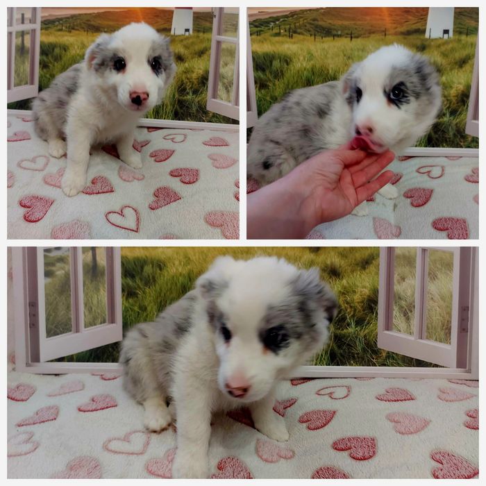 Border Collie piesek blue merle z badaniami genetycznymi