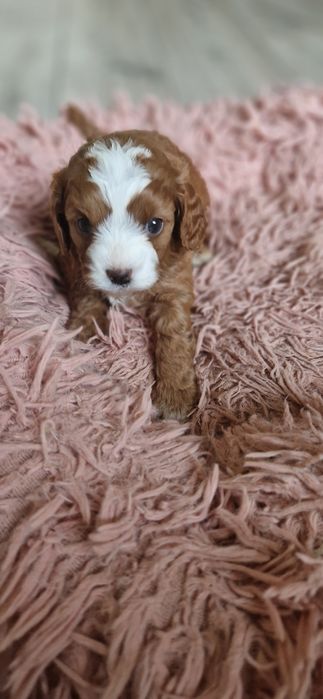 Cavapoo piękna ostatnia sunia