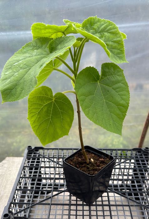 Drzewo tlenowe Paulownia . Oxy tree