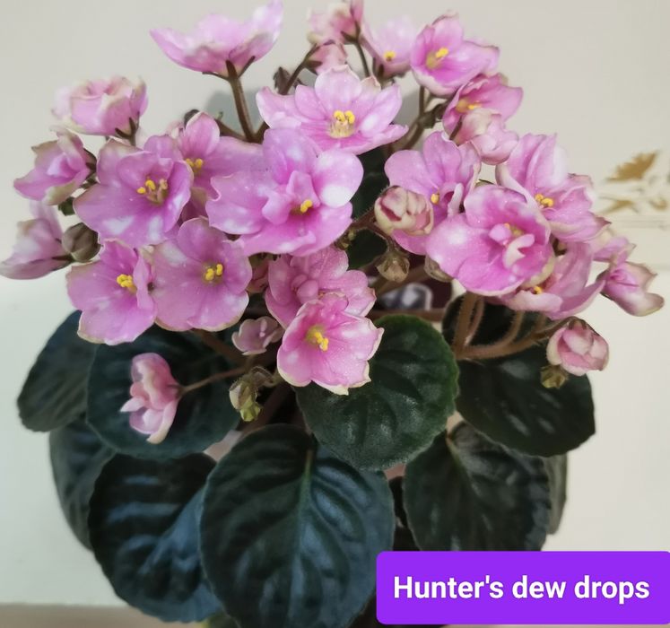 Фіалки сортовые детки