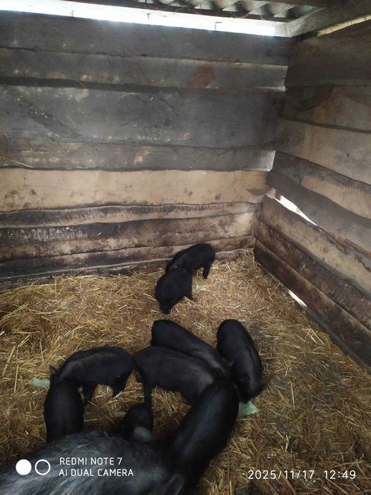 Поросята в'єтнамської породи