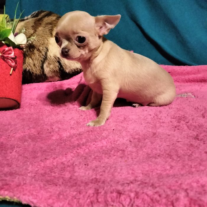 Чистокровные милашки чихуашки