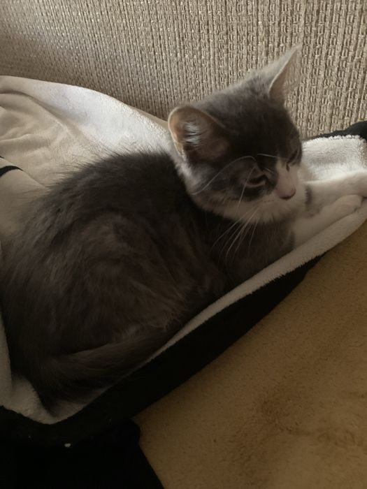 отдам котенка в хорошие руки