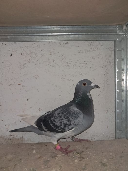 Lote de 3 pombos correios