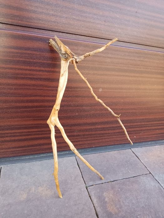 Fajny, średni naturalny korzeń do akwarium