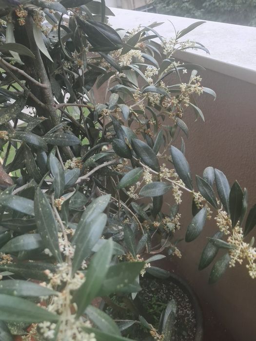 50 € Vendo oliveira  altura 1m e 60 e tal cm